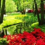 garden-of-tulip-flower-nice-wallpaper.jpg