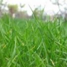 Why Switching to Artificial Grass Can Save Money