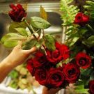 7 Tips For Cutting and Displaying Roses