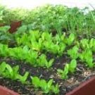 4 Easy to Grow Garden Plants