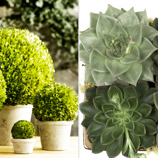 2 low maintenance Succulent plants to grow at home