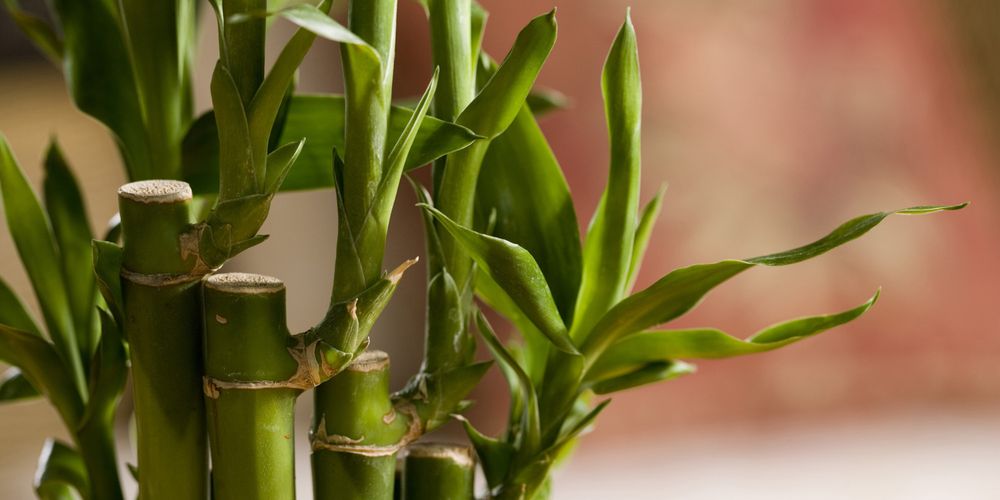 How to grow lucky bamboo