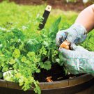 5 Simple gardening tips