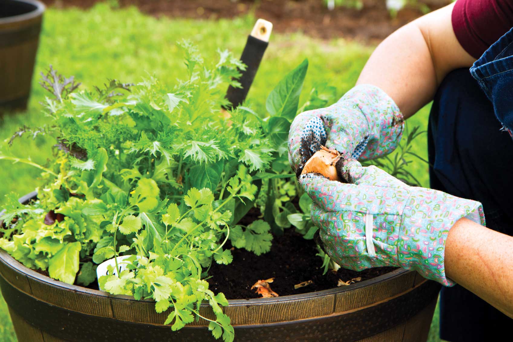 5 Simple gardening tips