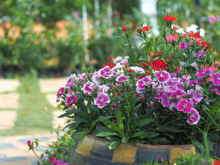 3 of the best plants for your summer garden