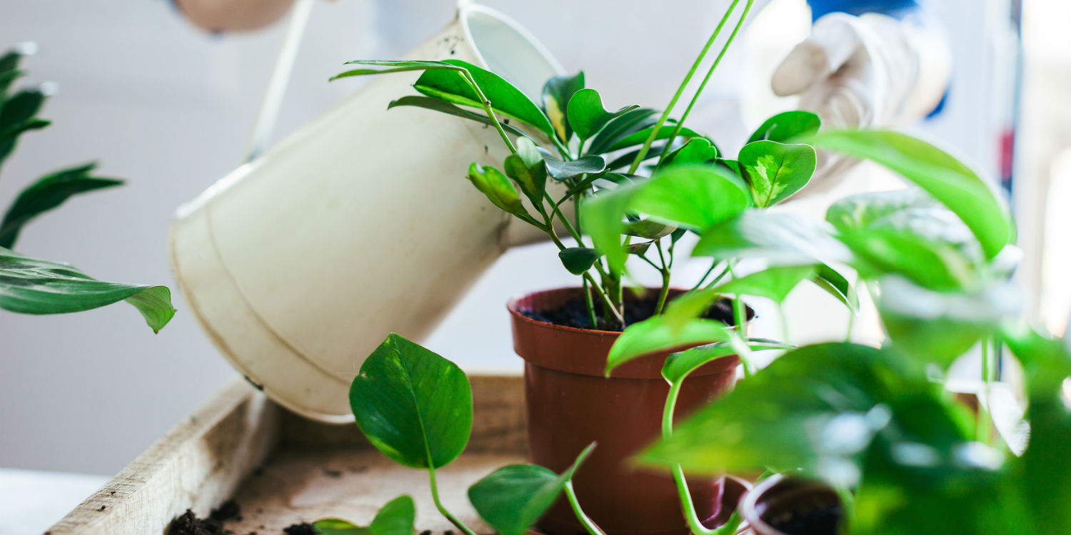 5 Common houseplant conditions and how to cure them